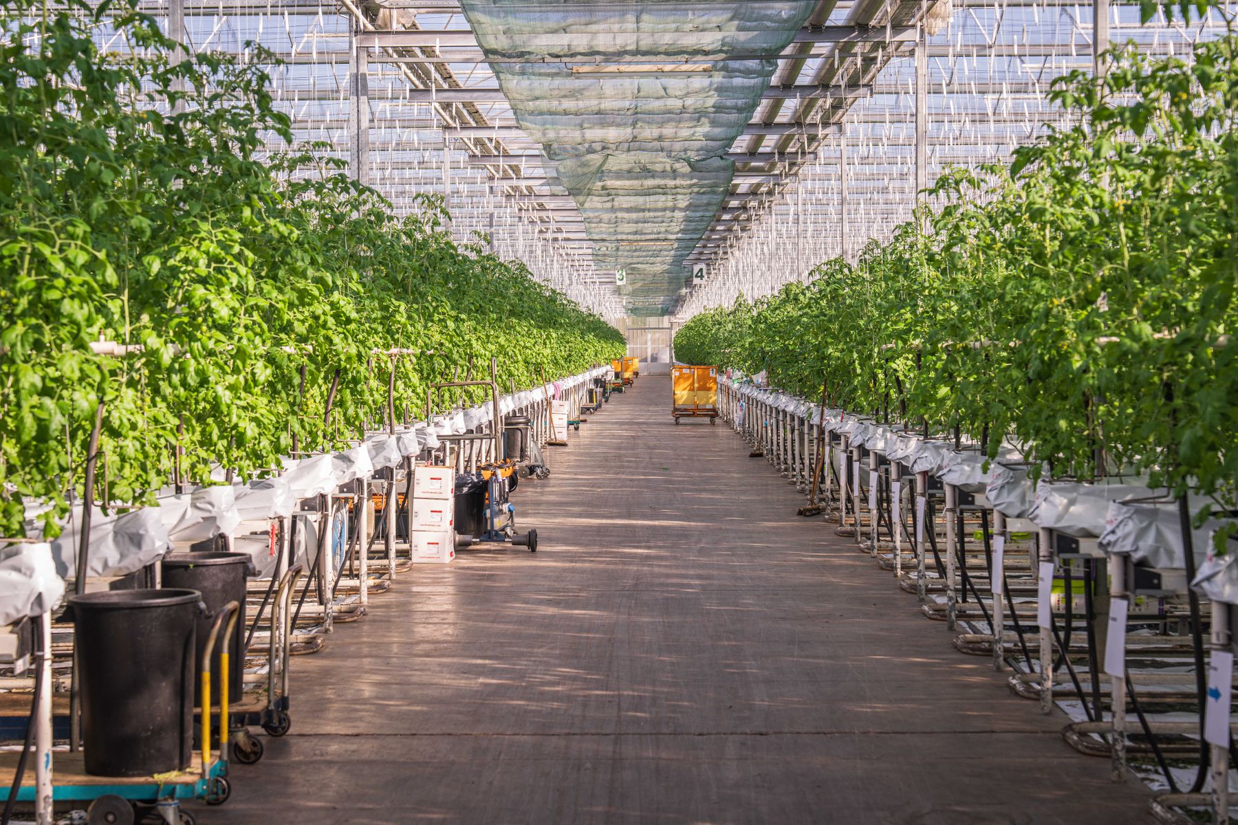 Long rows of tomato plants under the glass roof of a commercial greenhouse